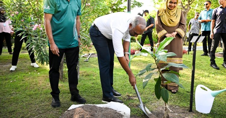 ފަސްމިލިއަން ގަސް އިންދުމުގެ ޕްރޮގްރާމް ރައީސް ފައްޓަވައިދެއްވައިފި